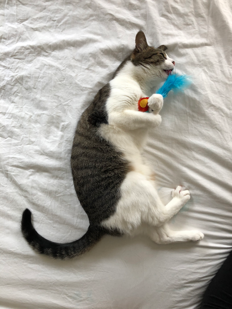 look at this majestic little son of a gun
